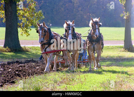 Cheval de Trait Belge labourer le terrain Banque D'Images