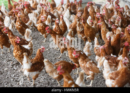 Groupe de poulet fermier librement en dehors de pâturage ferme biologique. L'agriculture biologique, les droits des animaux, retour à la nature concept. Banque D'Images