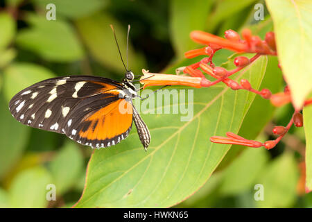 Heliconius hecale butterfly Banque D'Images