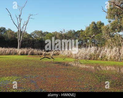 Le ruisseau rural grâce à bush et zone humide sur la fin d'après-midi, Victoria, Australie 2016 Banque D'Images