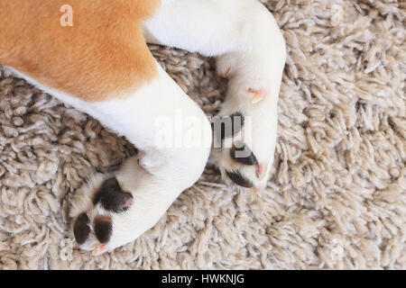 Pattes de chien blanc à partir de ci-dessus. Deux pattes de chien sur fond de tapis moelleux. Banque D'Images