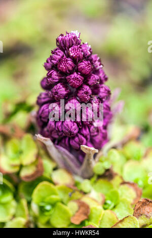 Petasites hybridus, bourgeonnement de butterbur commun Banque D'Images