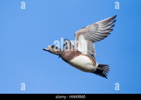 Mâle adulte en plumage nuptial le canard d'Amérique (Anas americana) en vol à partir de ci-dessous Banque D'Images