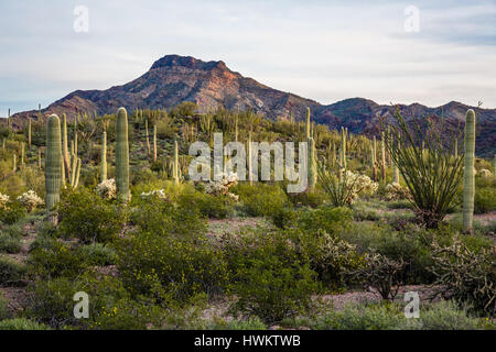 Le matin se lève sur le désert de Sonora dans la région de Organ Pipe National Monument. Banque D'Images