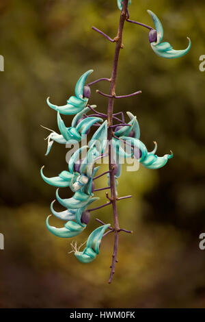 Strongylodon macrobotrys, communément connu sous le nom de vigne de jade, émeraude, turquoise ou vigne vigne de jade, est une espèce de plante vivace à cosse, Liana Banque D'Images