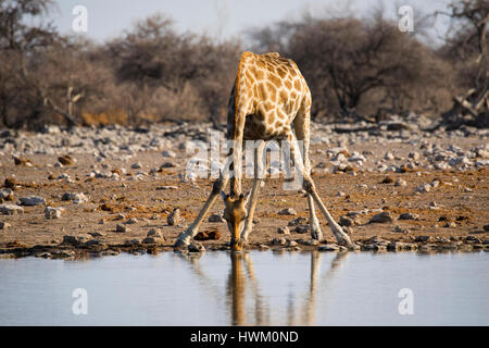 Girafe angolais, au waterhole, Giraffa giraffa angolensis, Klein Namutoni Waterhole, NP d'Etosha, Namibie, par Monika Hrdinova/Dembinsky Assoc Photo Banque D'Images