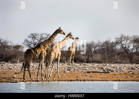 Giraffe Giraffa angolais, giraffa angolensis, Klein Namutoni Waterhole, Etosha National Park, Namibie, par Monika Hrdinova/Dembinsky Assoc Photo Banque D'Images