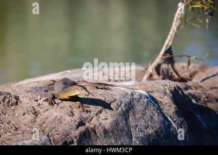 Contrôle de l'eau' Mertens (Varanus mertensi) Banque D'Images