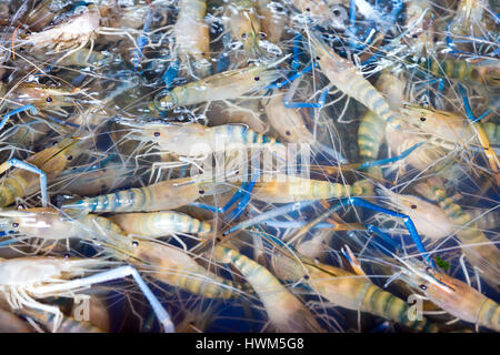 Vivre l'eau douce gambas black tiger dans un réservoir d'eau à un marché, Bangkok, Thaïlande Banque D'Images