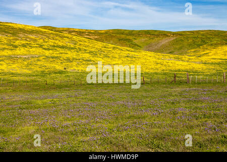 Floraison de fleurs sauvages le long de la plage de temblor au Carrizo Plain National Monument. Banque D'Images