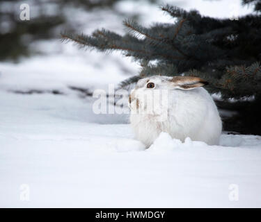 Lapin jubilé à queue blanche (Lepus townsendi) avec un manteau d'hiver blanc blotti dans la neige sous une branche d'arbre, Canada Banque D'Images