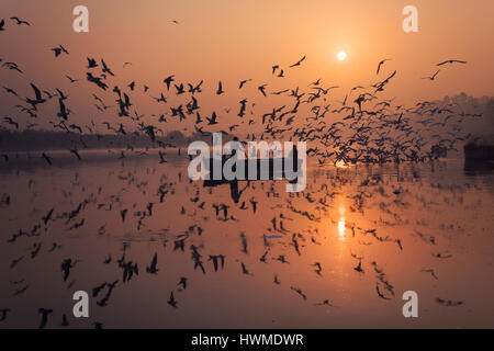 Tôt le matin le lever du soleil d'hiver, scène qu'un bateau est entouré par des milliers d'oiseaux, à savoir Brown Mouettes, près des rives de la rivière Yamuna, New Delhi Banque D'Images