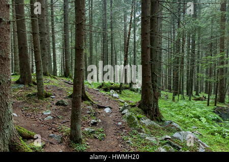 Après la pluie et un épais brouillard dans la forêt de conifères, montagne de Rila, Bulgarie Banque D'Images