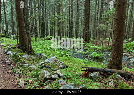 Après la pluie et un épais brouillard dans la forêt de conifères, montagne de Rila, Bulgarie Banque D'Images