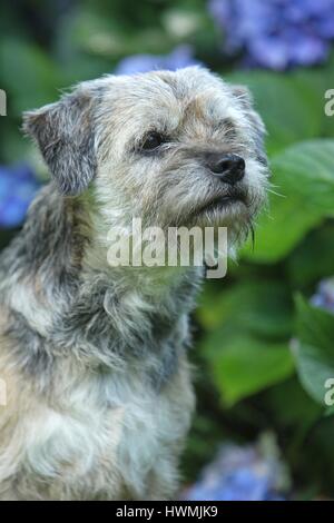 Border Terrier Portrait Banque D'Images