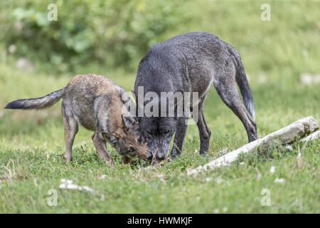 Les loups du bois de l'Est Banque D'Images