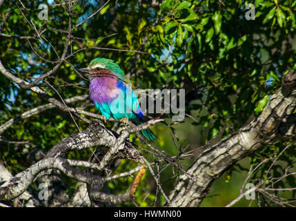 Lilac Breasted Roller assis dans un arbre magique Guarry Banque D'Images