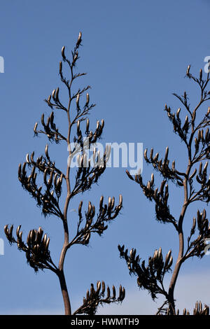 Vue Portrait d'une plante de lin de Nouvelle-Zélande (Phormium tenax) et les coupelles de semences Banque D'Images