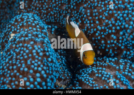 Saddleback pour mineurs, poisson clown Amphiprion polymnus, dans la région de Haddon, Stichodactyla haddoni anémone, Anilao, Luzon, Philippines, du détroit de Guimaras Banque D'Images