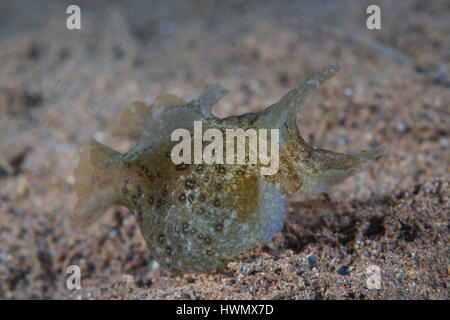 Eyed lièvre de mer, Aplysia oculifera, se nourrissant d'un invertébré, Anilao, Luzon, Philippines, du détroit de Guimaras Banque D'Images