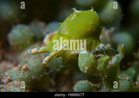 Paire d'escargots de mer, Oxynoe viridis, sur l'algue verte Caulerpa racemosa, Anilao, Luzon, Philippines, du détroit de Guimaras Banque D'Images