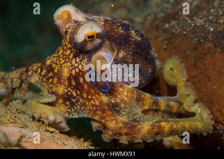 Un poison Ocellate poulpe, Amphioctopus siamensis, sur le fond marin, Anilao, Luzon, Philippines, du détroit de Guimaras Banque D'Images