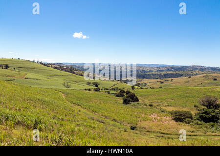 Les champs de canne à sucre contre paysage rural et ciel bleu en Afrique du Sud Banque D'Images