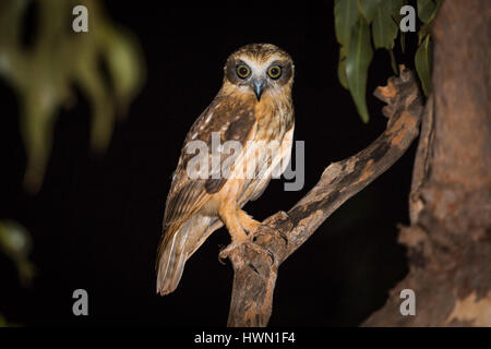 Le sud de Boobook Owl Ninox novaeseelandiae) ( Banque D'Images