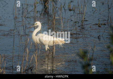 Un petit oiseau Heron à la bonne prise en main Banque D'Images