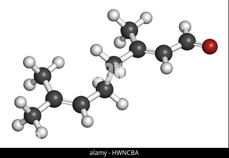 Parfum citron Geranial molécule. Le rendu 3D. Les atomes sont représentés comme des sphères classiques avec codage couleur : blanc (hydrogène), carbone (gris), l'oxy Banque D'Images