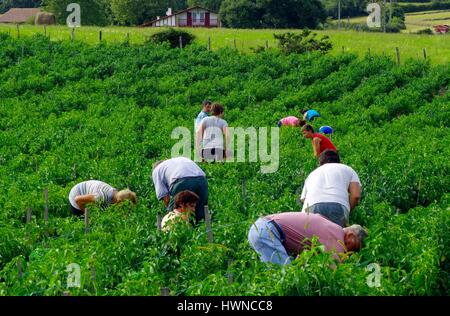 France, Pyrénées Atlantiques, Espelette, domaine de piments et de vendangeurs Banque D'Images