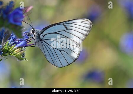 Papillon, Regard (Aporia crataegi), parfois appelés les Pieridae de l'aubépine, papillon de la journée de la famille de l'Piedidae, la chenille vit en groupe en soies sur l'aubépine Banque D'Images