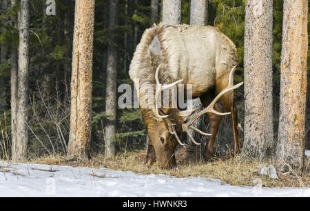 Jeune taureau deer pendant la saison du rut à la nourriture après l'hiver rigoureux en Alberta Foothills, près de Banff National Park, Rocheuses canadiennes Banque D'Images