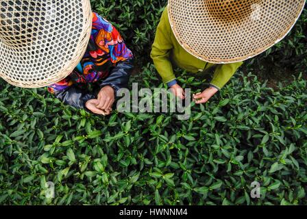 La Chine, la province du Zhejiang, Hangzhou, inscrite au Patrimoine Mondial de l'UNESCO, l'ouverture officielle du thé vert Longjing de printemps de l'agriculture au village Meijiawu Longjing, signifie la pluie du dragon Banque D'Images