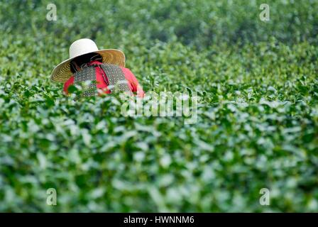 La Chine, la province du Zhejiang, Hangzhou, inscrite au Patrimoine Mondial de l'UNESCO, l'ouverture officielle du thé vert Longjing de printemps de l'agriculture au village Meijiawu Longjing, signifie la pluie du dragon Banque D'Images