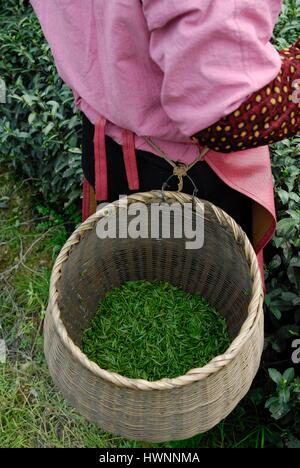 La Chine, la province du Zhejiang, Hangzhou, inscrite au Patrimoine Mondial de l'UNESCO, l'ouverture officielle du thé vert Longjing de printemps de l'agriculture au village Meijiawu Longjing, signifie la pluie du dragon Banque D'Images