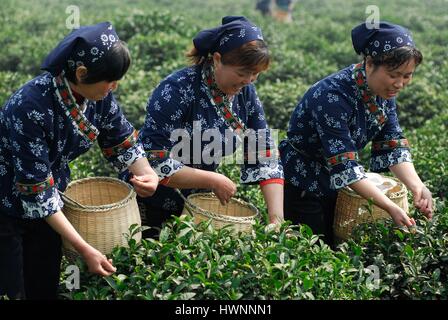 La Chine, la province du Zhejiang, Hangzhou, inscrite au Patrimoine Mondial de l'UNESCO, l'ouverture officielle de la cueillette du thé vert printemps, Longjing Longjing signifie pluie dragon Banque D'Images