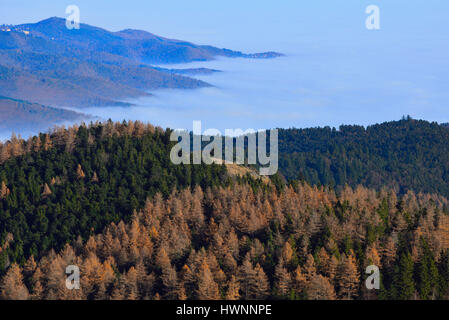 La France, Haut Rhin, Sondernach, vallée de Munster, vue du Parc naturel régional des Vosges Banque D'Images