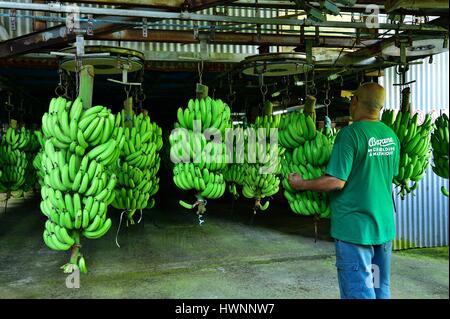 La France, la Guadeloupe (French West Indies), Basse Terre, Trois Rivieres, Banana House, bananeraie Banque D'Images