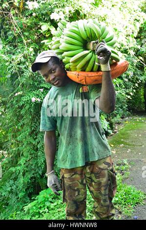 La France, la Guadeloupe (French West Indies), Basse Terre, Trois Rivieres, Banana House, bananeraie Banque D'Images