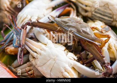 Philippines, Luzon, Sorsogon Province, crabes, au large Donsol dans marché aux poissons Banque D'Images