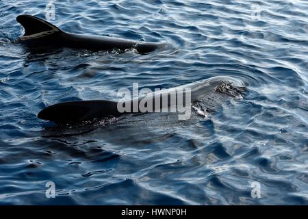 France, Var , Mer Méditerranée, mer sortie avec Association decouverte du Vivant, Globalephale noirs (Globicephala melas) Banque D'Images