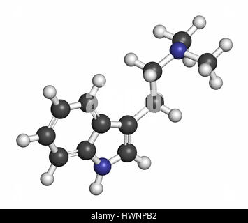 Diméthyltryptamine (DMT) molécule de drogue psychédélique. Présent dans la boisson ayahuasca. Le rendu 3D. Les atomes sont représentés comme des sphères classiques avec c Banque D'Images