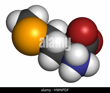 Molécule d'acide aminé sélénométhionine. Le sélénium naturel contenant de la méthionine analogique. Le rendu 3D. Les atomes sont représentés comme des domaines de la convention Banque D'Images