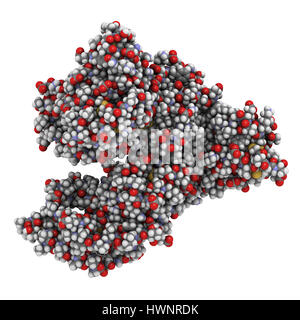 L'albumine sérique, rendu 3D des protéines. Les atomes sont représentés comme des sphères classiques avec codage couleur : blanc (hydrogène), carbone (gris), l'azote Banque D'Images