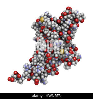 La mort cellulaire programmée (1 PD-1, protéine du récepteur CD279), rendu 3D. PD-1 est l'une des principales cibles des médicaments contre le cancer. Les atomes sont représentés comme des sphères avec conven Banque D'Images