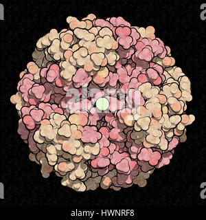 L'insuline hormone peptidique, rendu 3D. Médicament important dans le traitement du diabète. Illustré en forme hexamérique het, tenus de les ions zinc. Montré que les atomes colore Banque D'Images