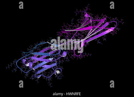 Mort programmée-ligand 1 (PD-L1), rendu 3D. Produit par tumeur afin de supprimer le système immunitaire. Inhibiteurs du PD-L1 et PD-1 une interaction Banque D'Images