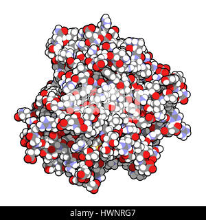 Le facteur de nécrose tumorale alpha (TNF) cytokine molécule protéique, rendu 3D. Les inhibiteurs utilisés en clinique : l'infliximab, adalimumab, certolizumab et Banque D'Images