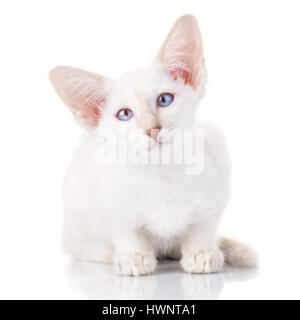 Blue-point siamese cat woman Banque D'Images